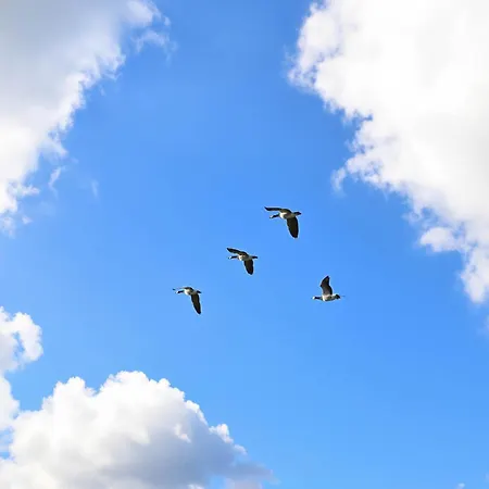 Tiny House Nature 15 Zur Meerseite - Tiny Village Harlesiel Carolinensiel